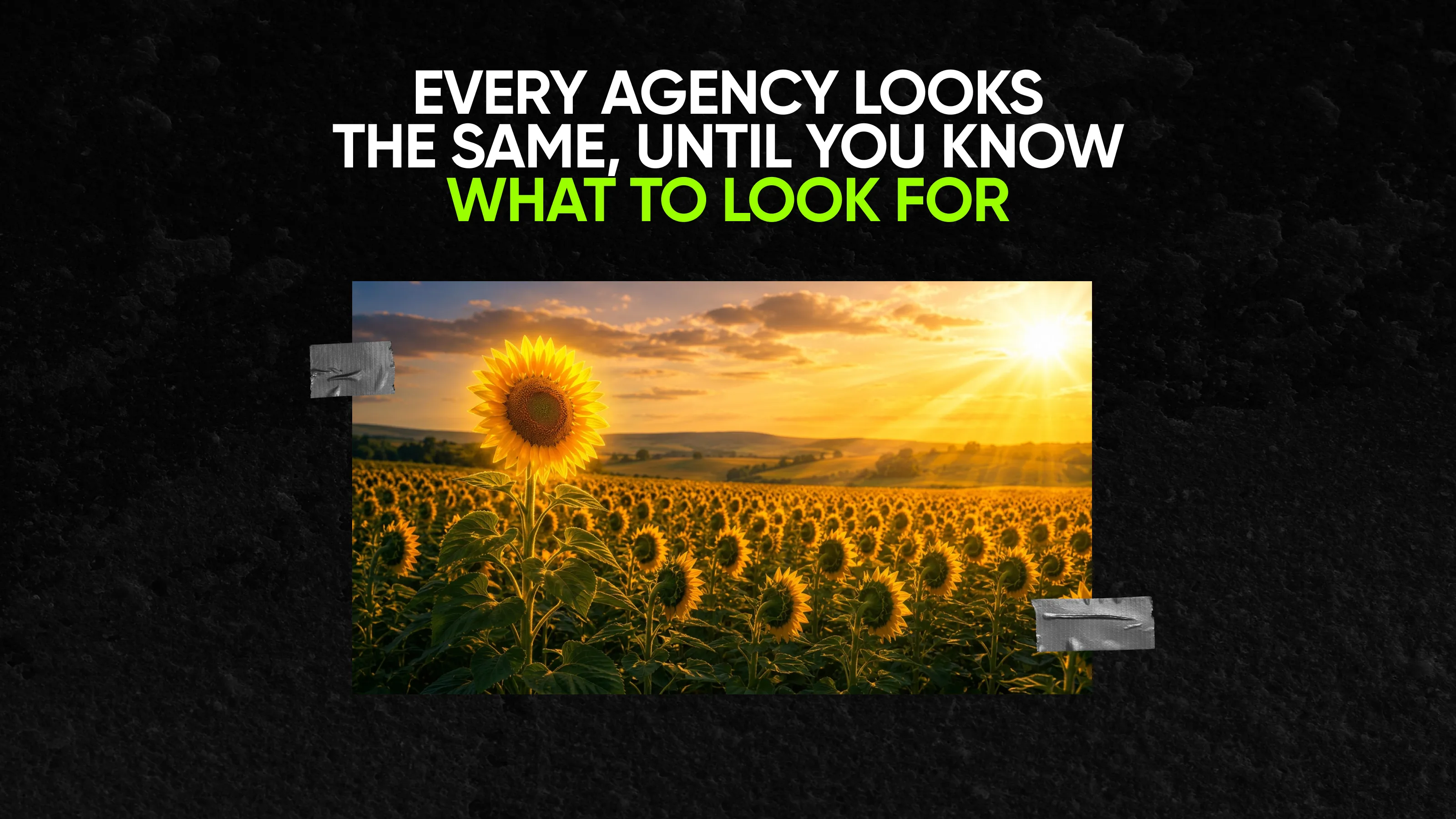 Sunflowers toward the sun, one standout—choosing the right branding agency among many