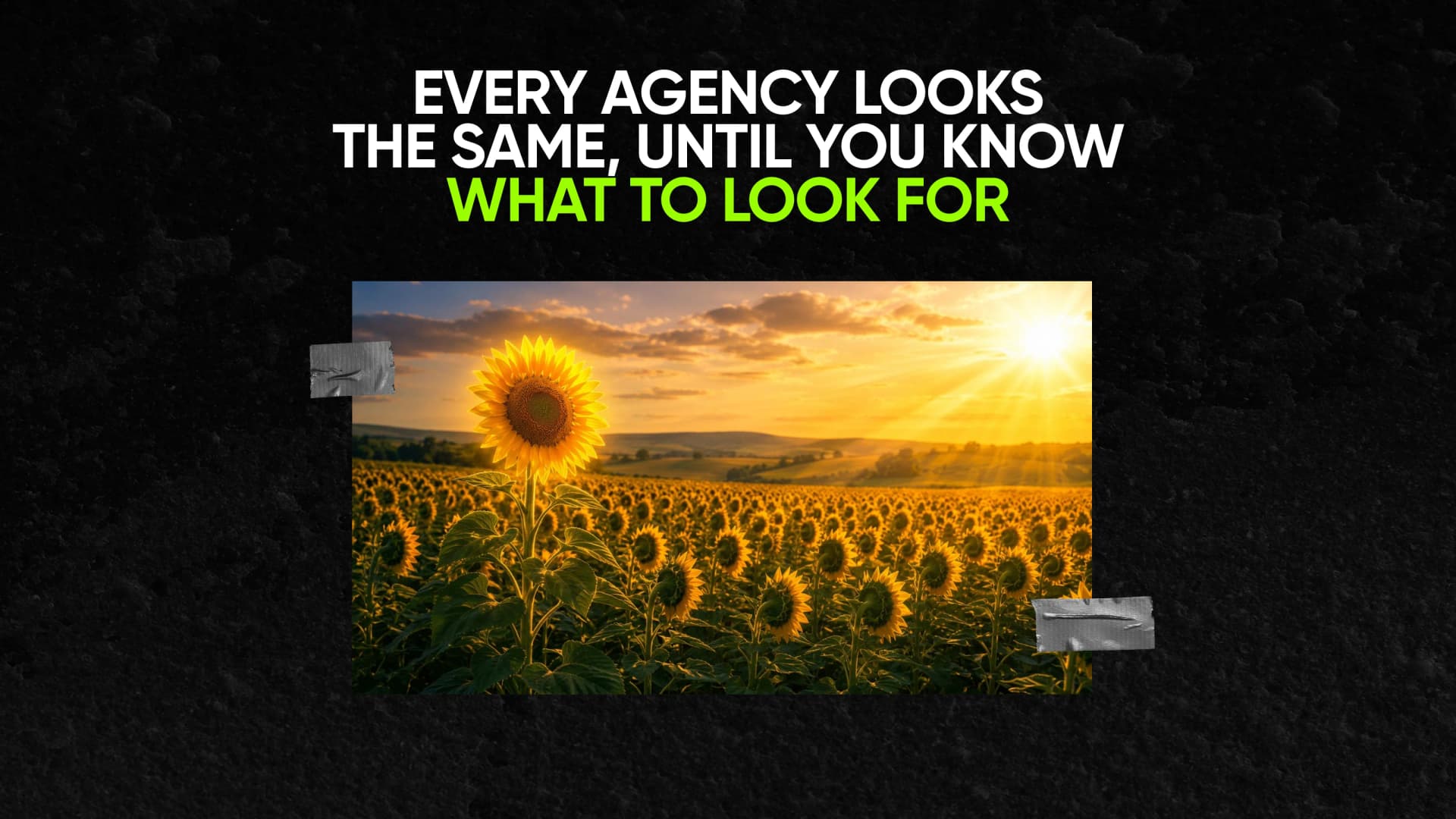 Sunflowers toward the sun, one standout—choosing the right branding agency among many